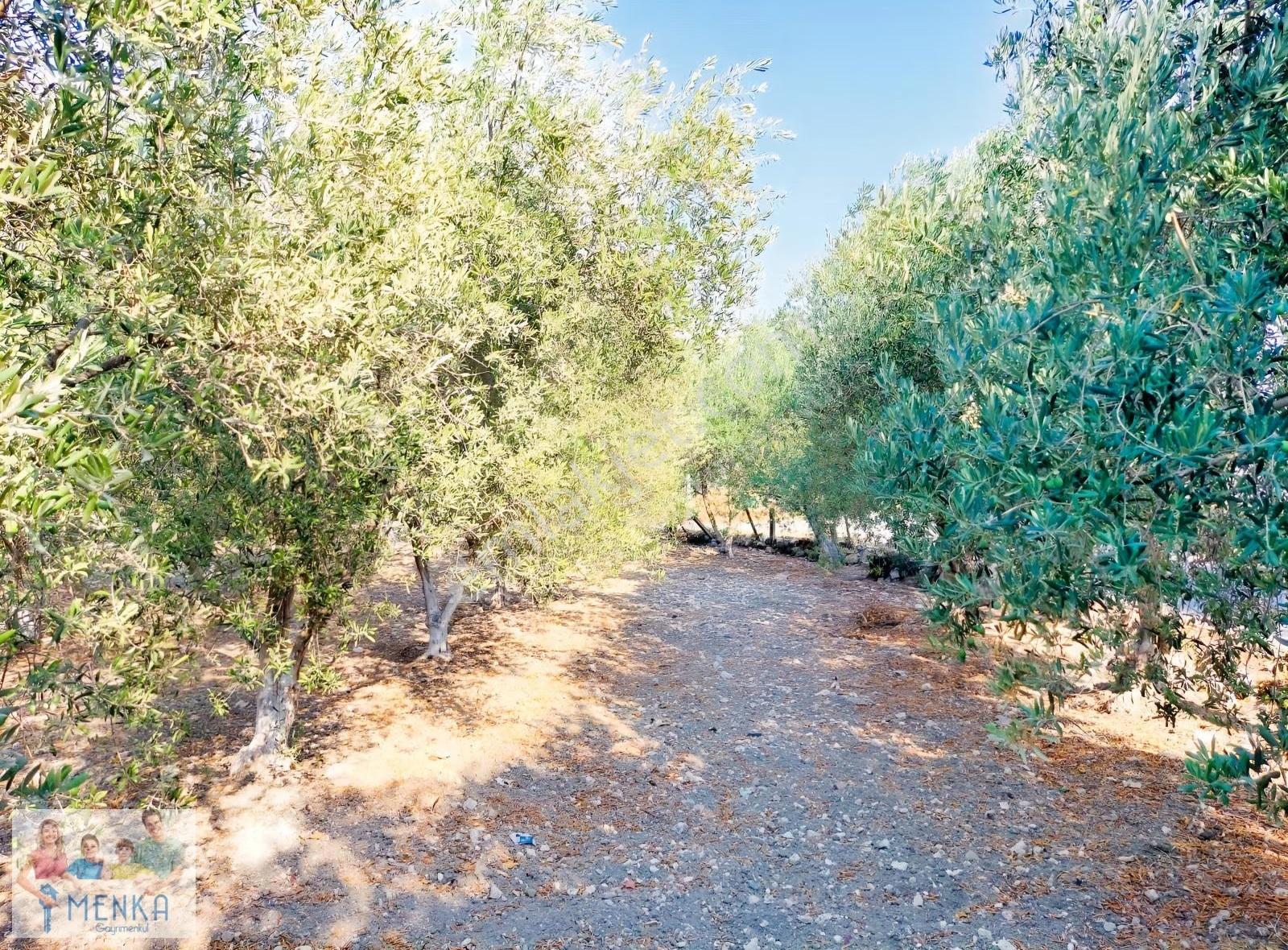 Manisa Saruhanlı Tirkeş Mahallesinde 1613 M2 Satılık Tarla - Görsel 26
