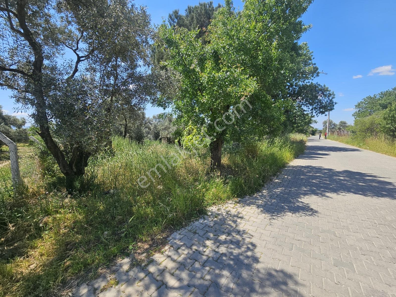 Procity'den Kardeşköyde Satılık Hisseli Zeytin Ve İncirlik