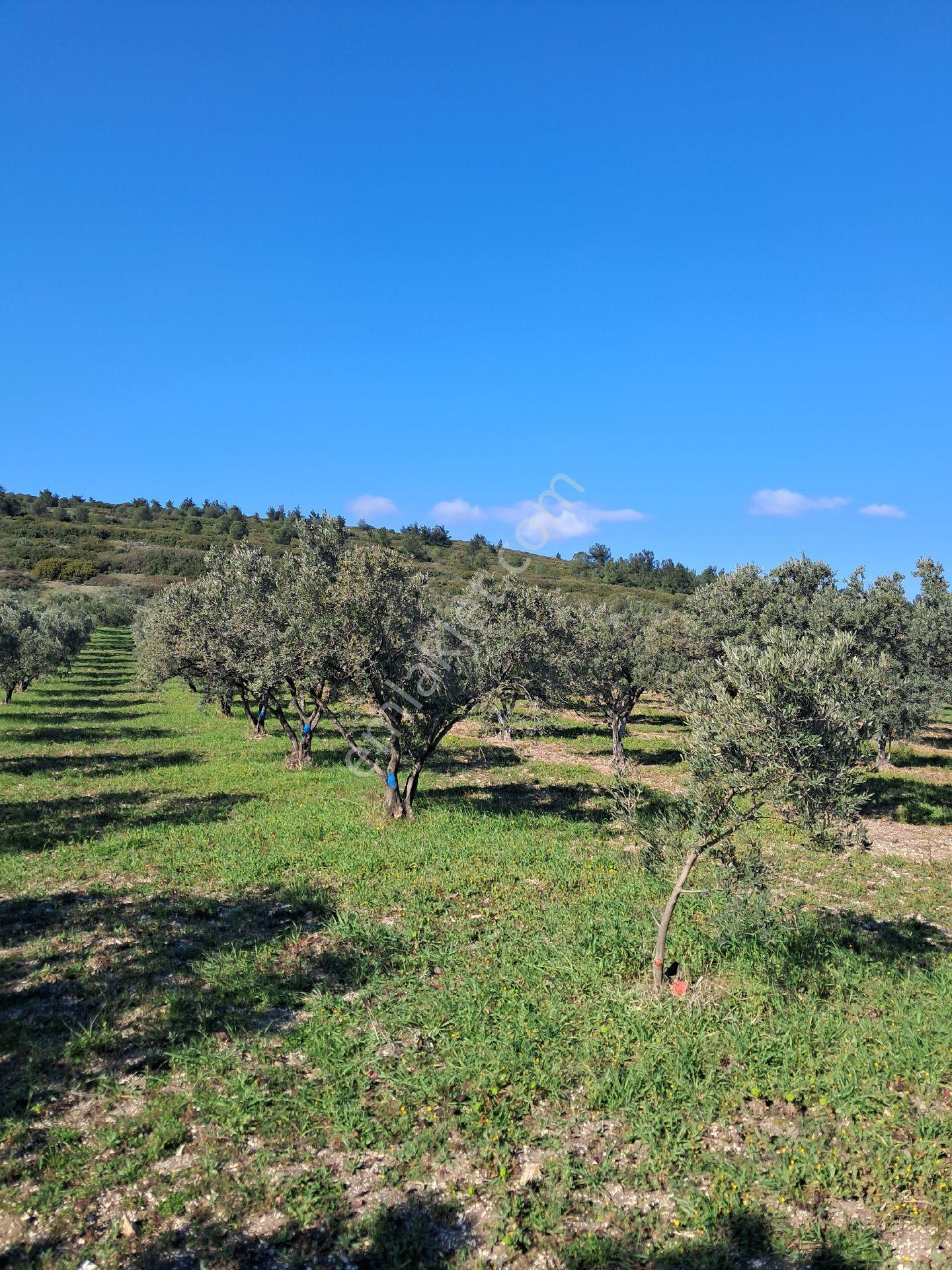 Satılık Zeytin Bahçesi - Görsel 13