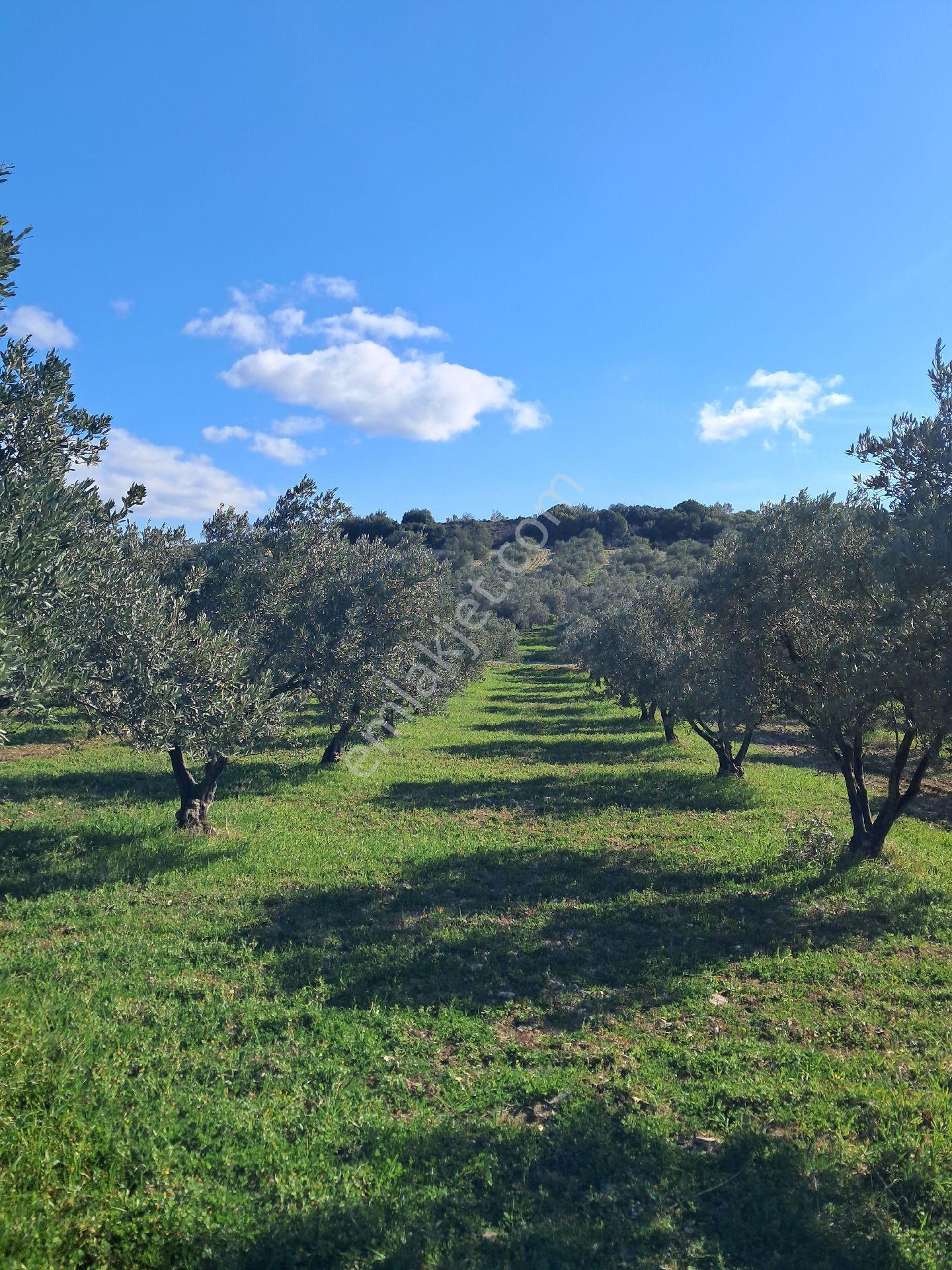 Satılık Zeytin Bahçesi - Görsel 6