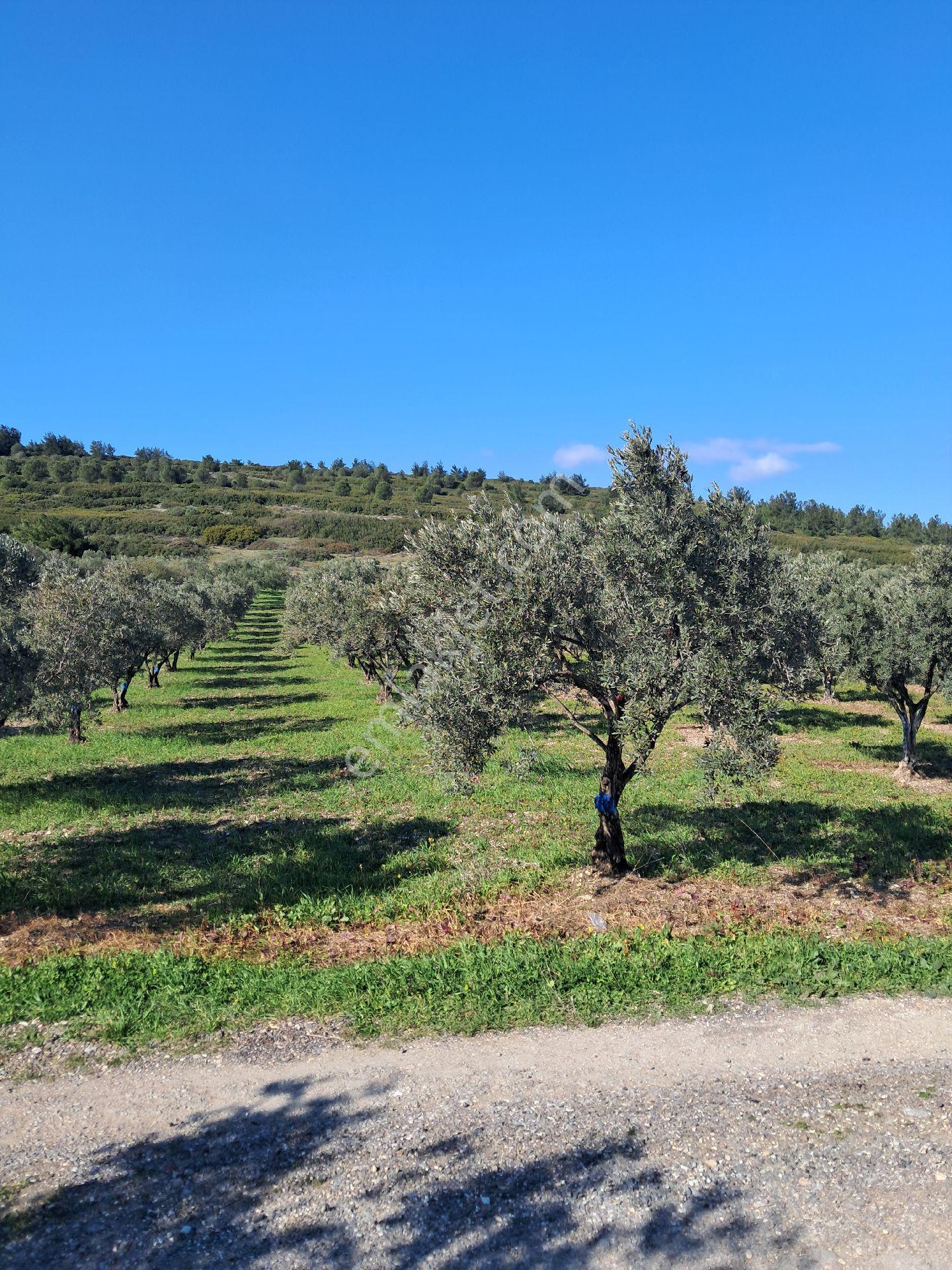 Satılık Zeytin Bahçesi - Görsel 15