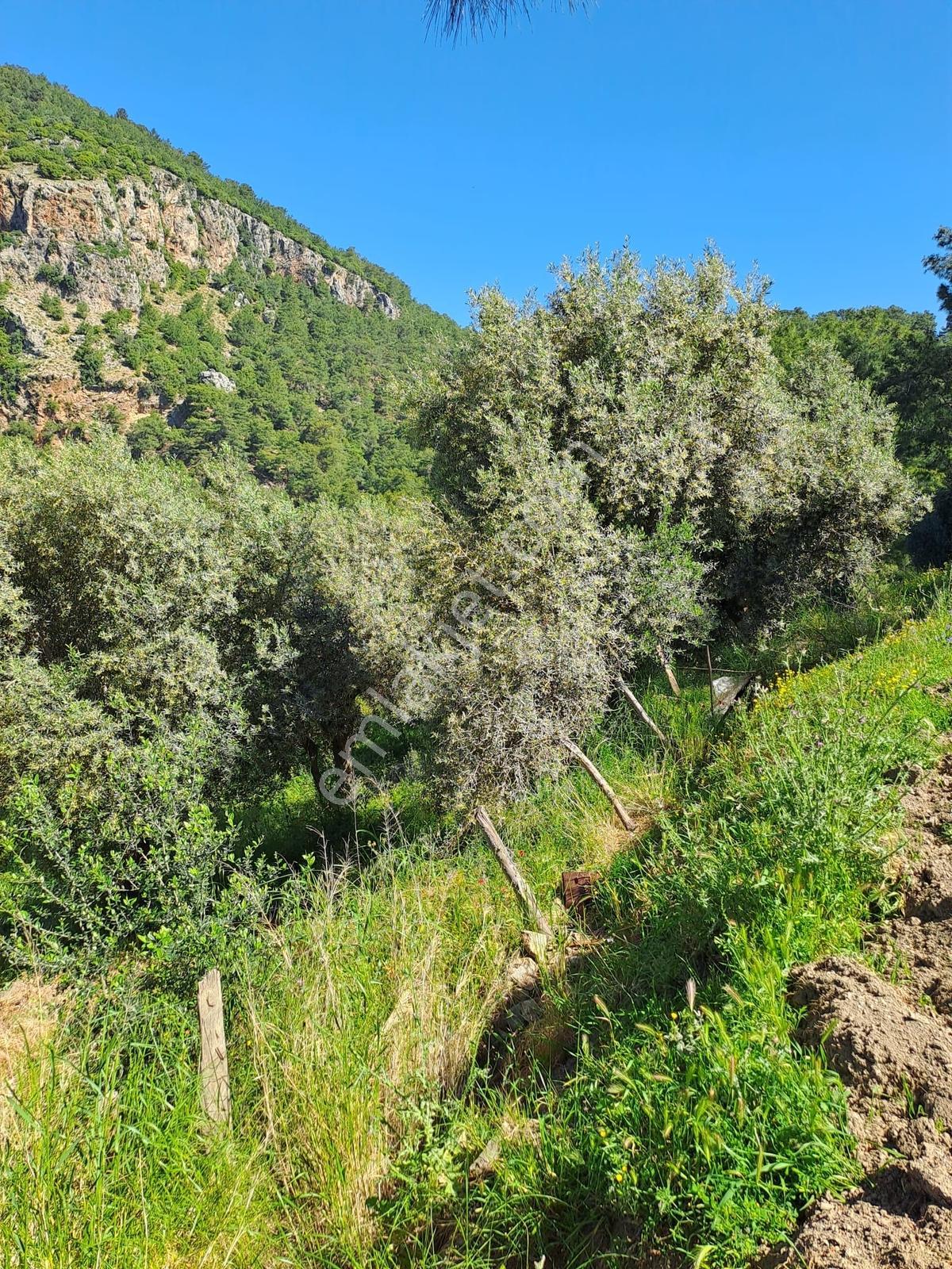 Deniz Manzaralı İçinde Kargır Ev Bulunan 7.776 M2 Satılık Tarla - Görsel 24