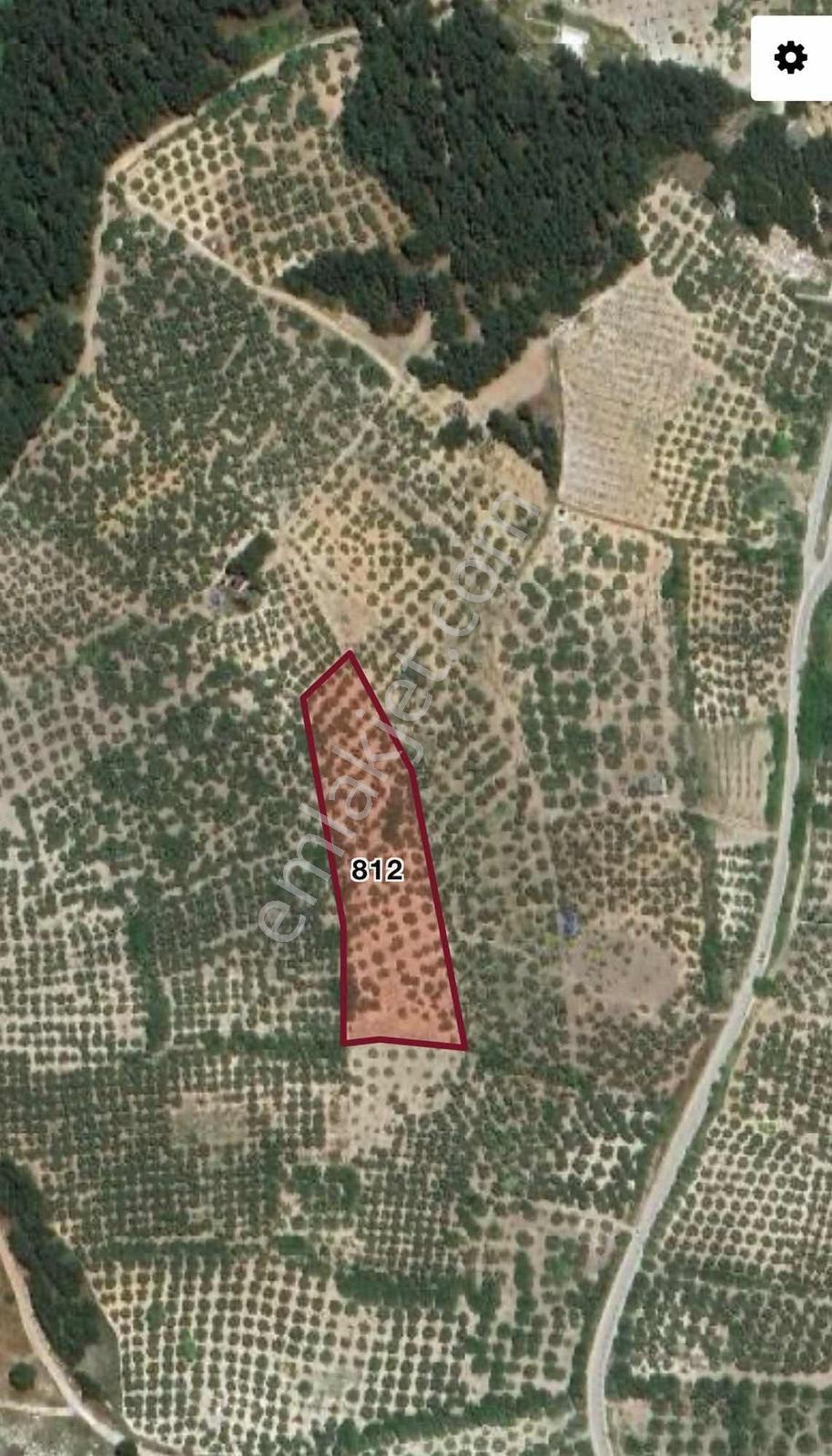 Mudanya Yörükali Mahallesinde Satılık Zeytinlik - Görsel 4