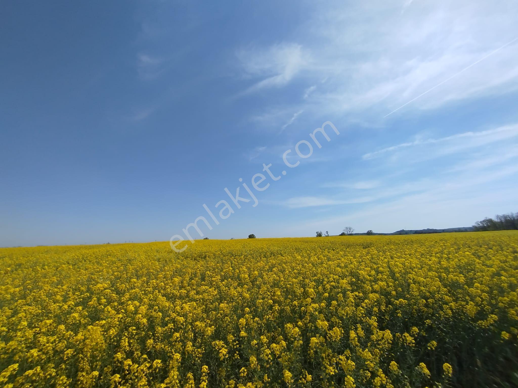 Tekirdağ Muratlı Ballıhoca Mahallesinde Satılık 6200 M2 Tarla - Görsel 4