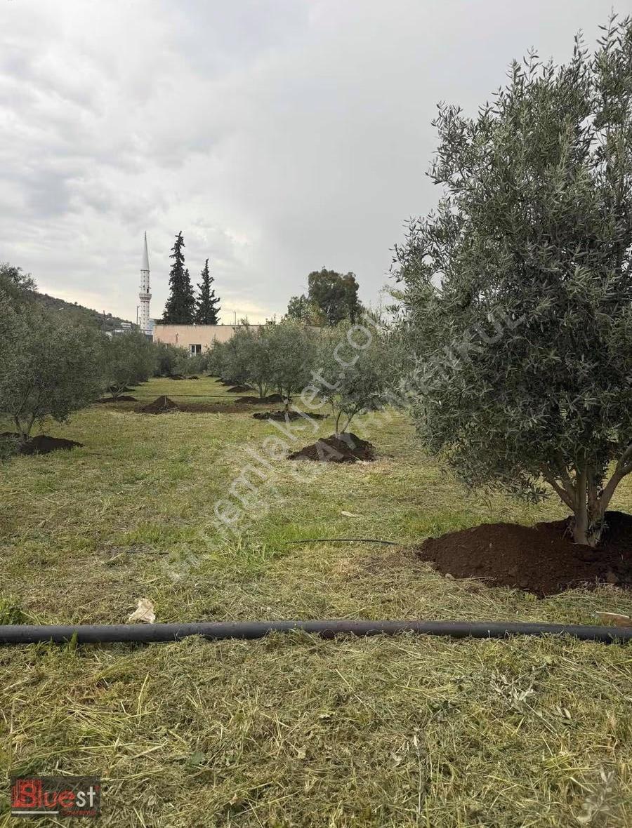 Erdemli Esenpınar Aglıcada Zeytin Bahcesi Köy İçi - Görsel 6