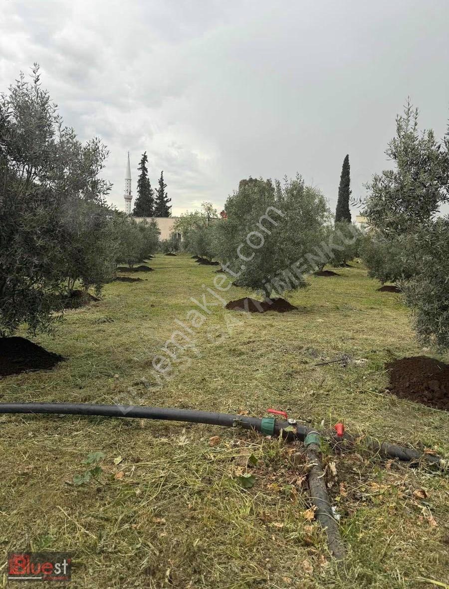 Erdemli Esenpınar Aglıcada Zeytin Bahcesi Köy İçi - Görsel 2