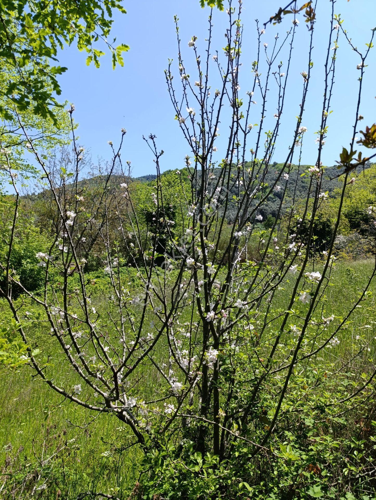 Balıkesir Erdek Kestanelik Mah. 949 M2 Satılık Bahçe Merkezi Konumda Yatırımlık - Görsel 10