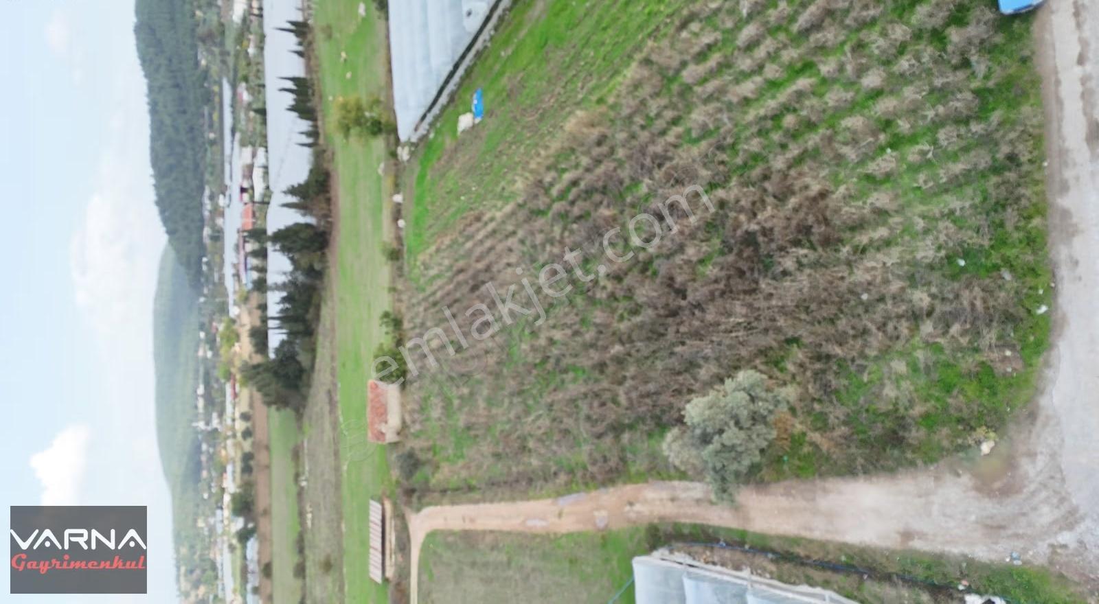 İzmir Değirmenderede Satılık Tektapu 2.650 M2 Köşe Tarla - Görsel 29