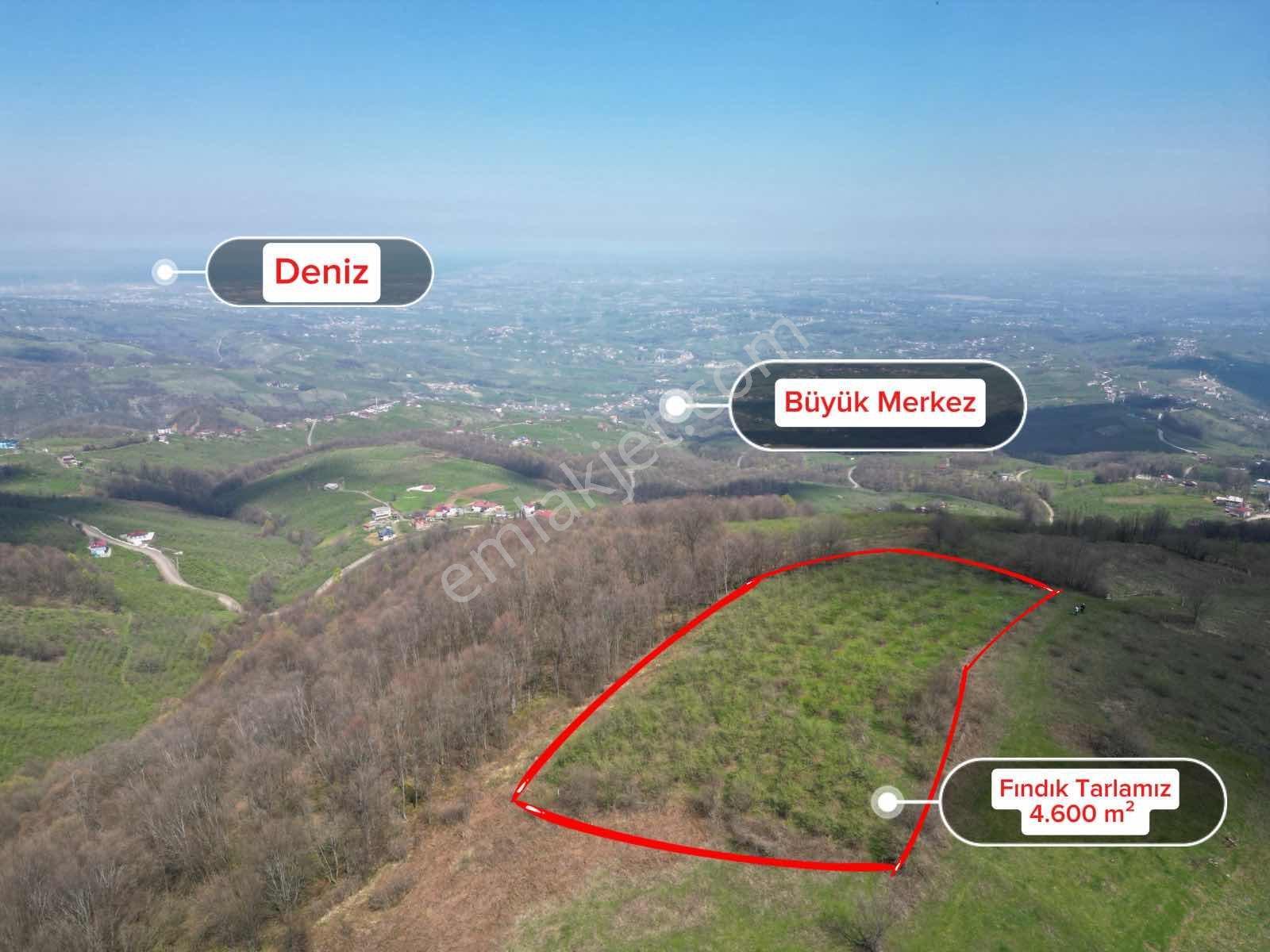 Bi·nova'dan Yaylageriş Köyünde Satılık 4.600 M² Fındık Bahçesi - Görsel 3