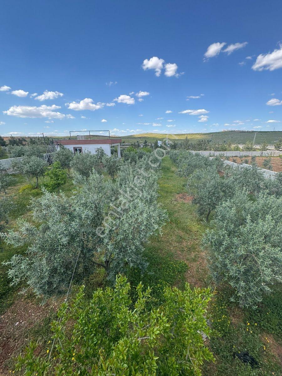Küllüde 1350 M² Satılık Bağ Evi - Görsel 14