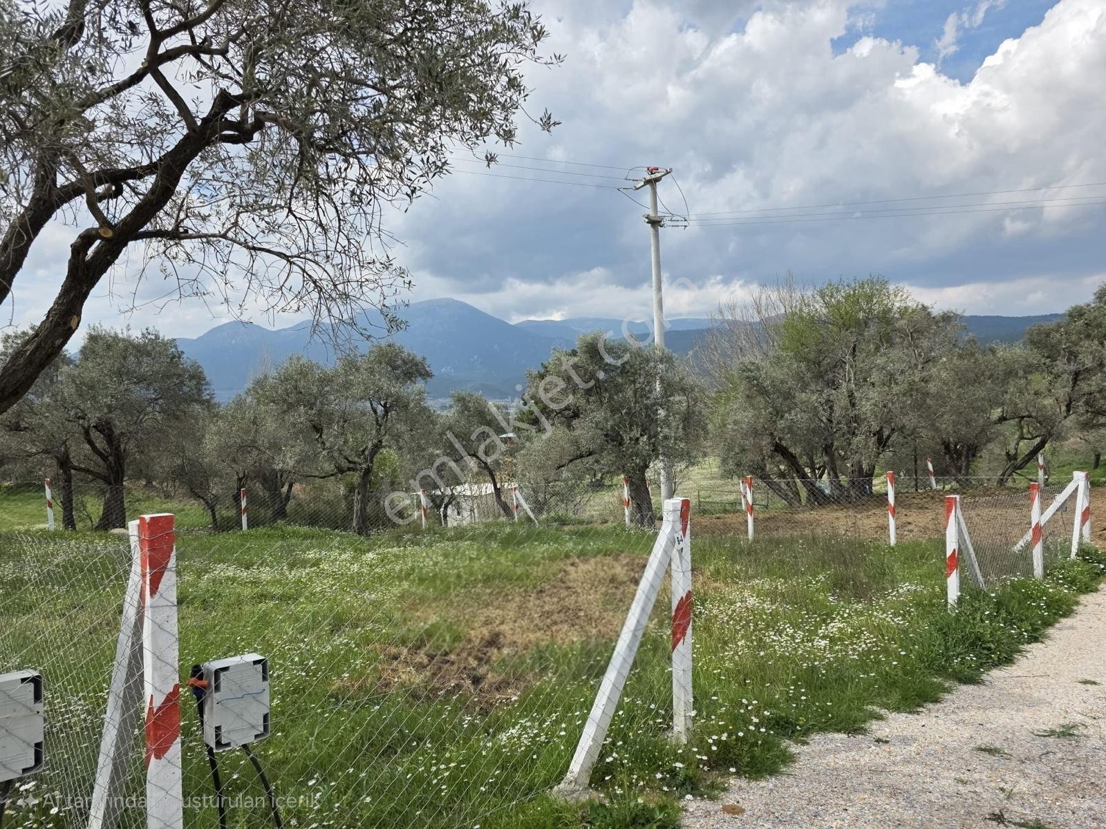 İzmir Kemalpaşa Gökyaka Da Satılık Hiiseli Tpulu Yerimiz - Görsel 4