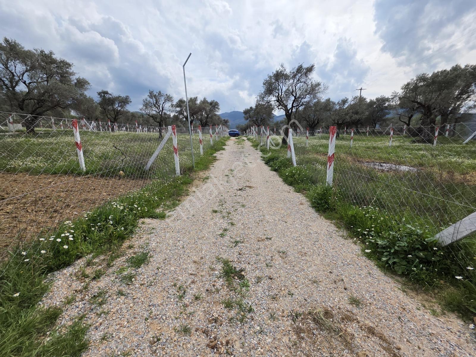 İzmir Kemalpaşa Gökyaka Da Satılık Hiiseli Tpulu Yerimiz - Görsel 5