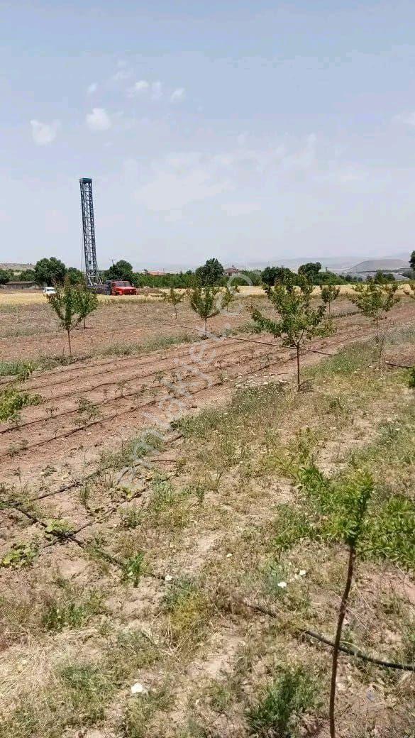 Sütlüce Boş Tarla Fiyatına Bulunmaz - Görsel 5