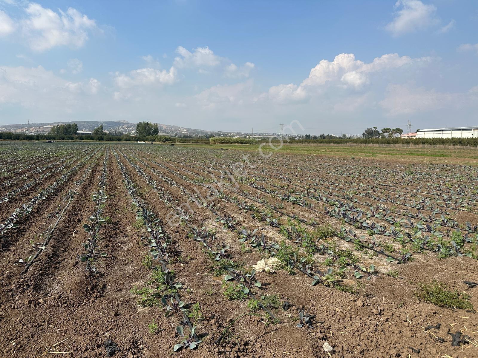 New Form'dan Akdeniz Bağlarbaşı'nda Yıllık Kiralık Tarla - Görsel 11
