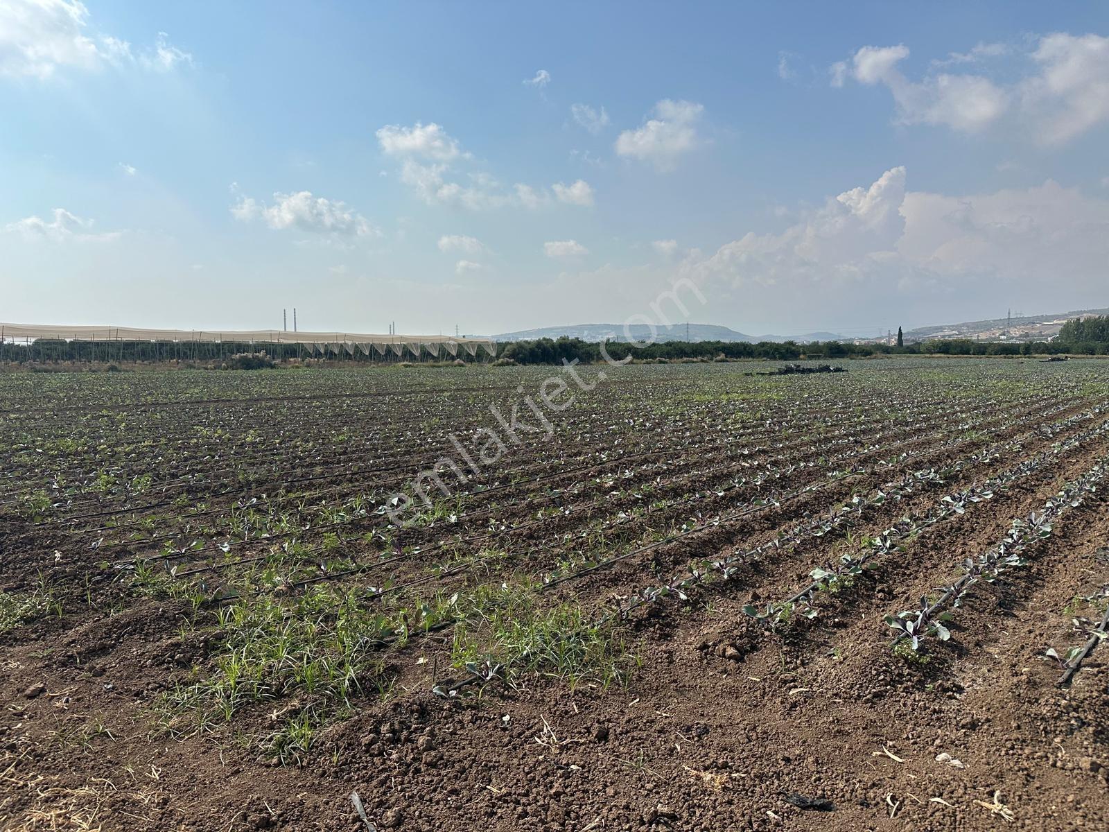 New Form'dan Akdeniz Bağlarbaşı'nda Yıllık Kiralık Tarla - Görsel 20