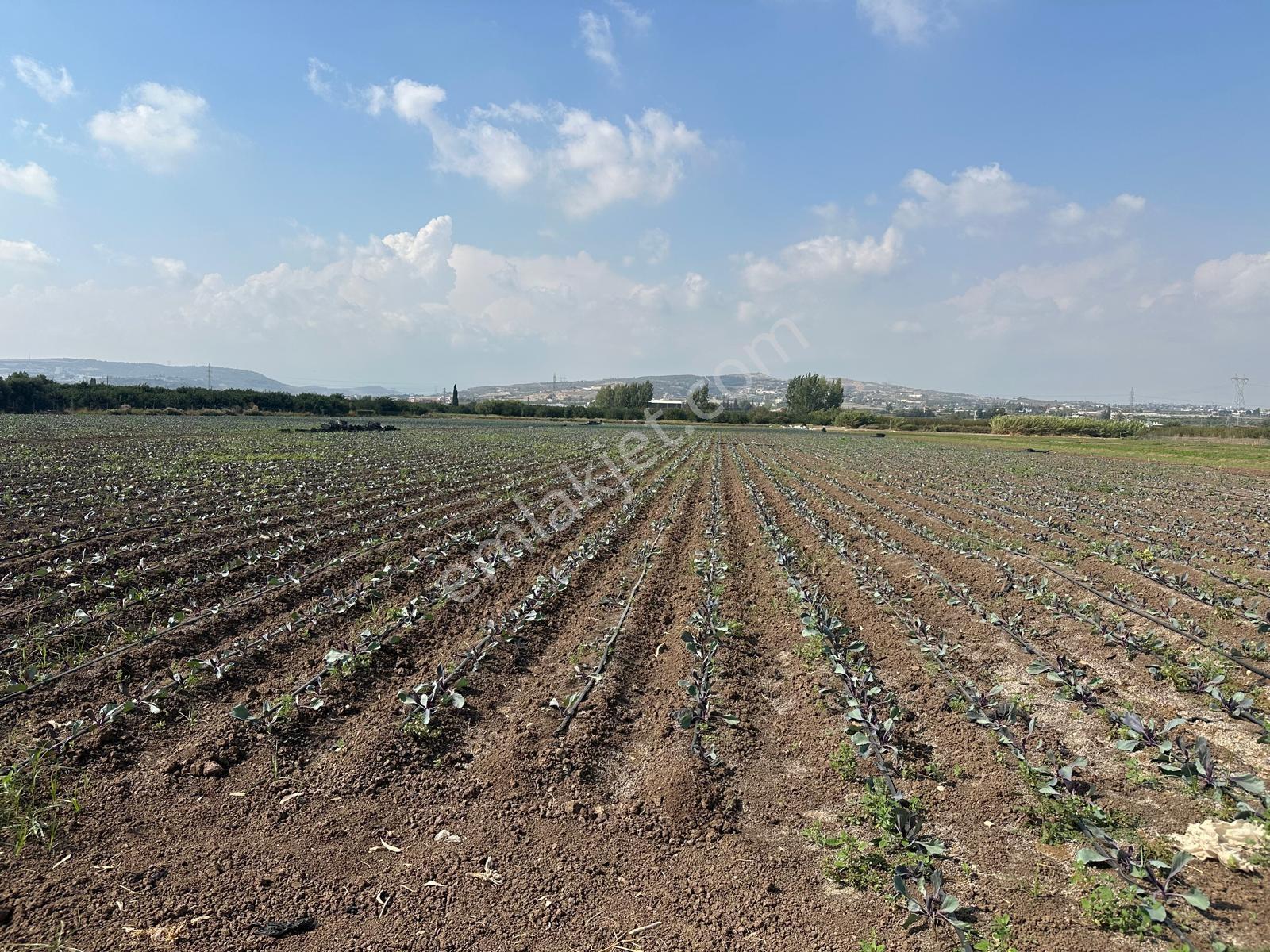 New Form'dan Akdeniz Bağlarbaşı'nda Yıllık Kiralık Tarla - Görsel 13