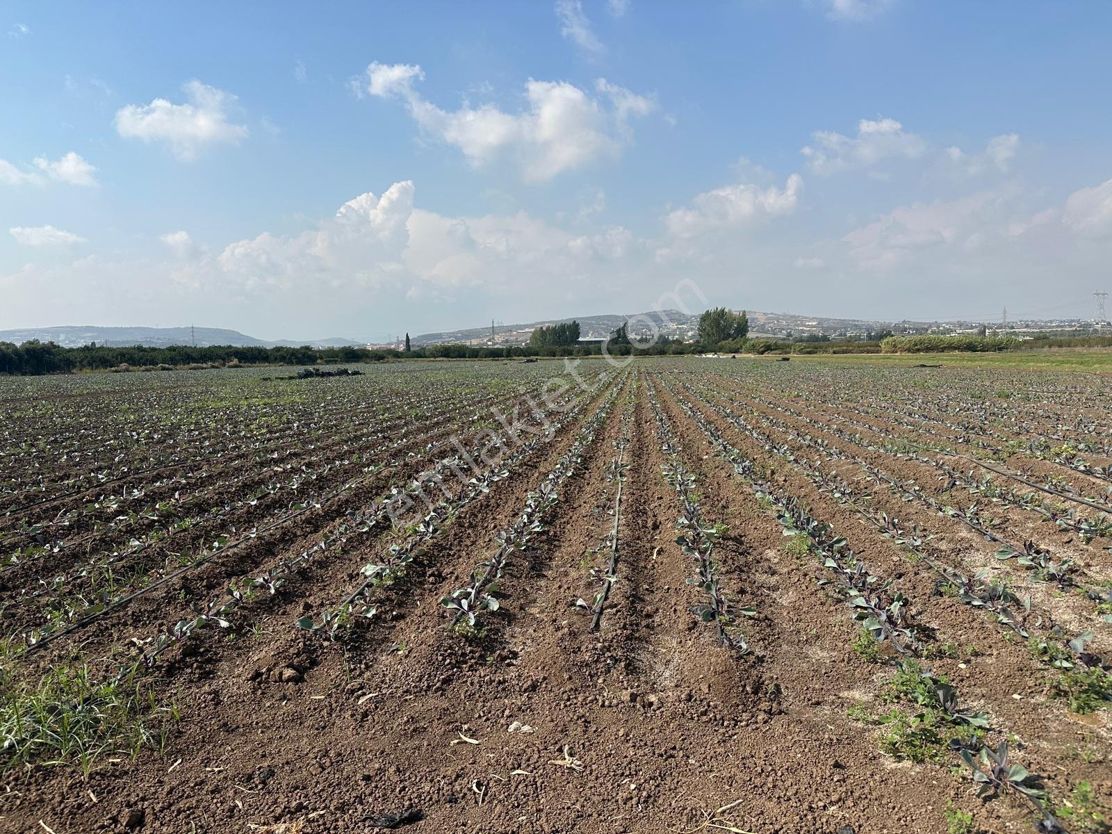 New Form'dan Akdeniz Bağlarbaşı'nda Yıllık Kiralık Tarla - Görsel 15