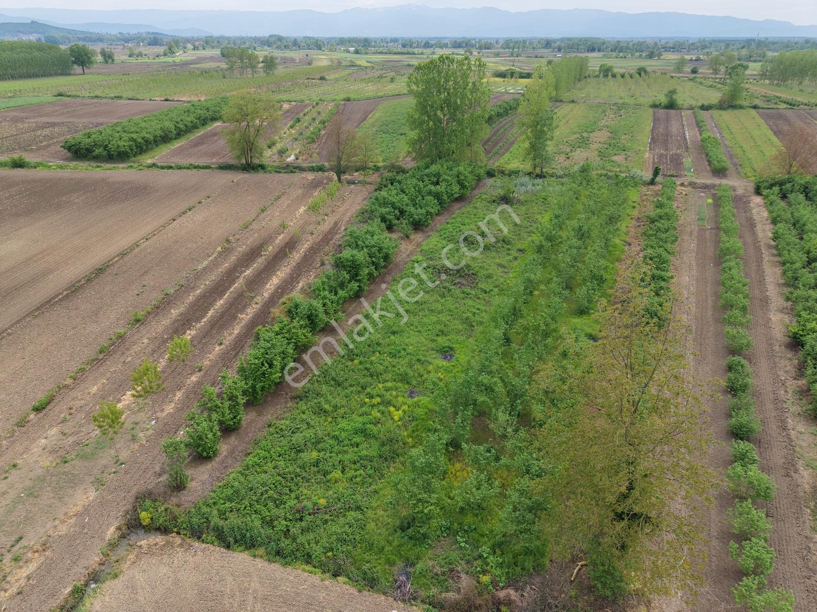 Hendek Paşaköyde 1783m2 Satılık Tarla - Görsel 6