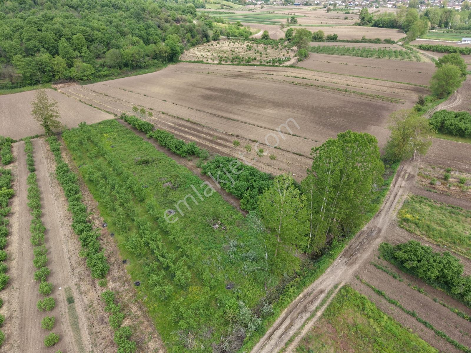Hendek Paşaköyde 1783m2 Satılık Tarla