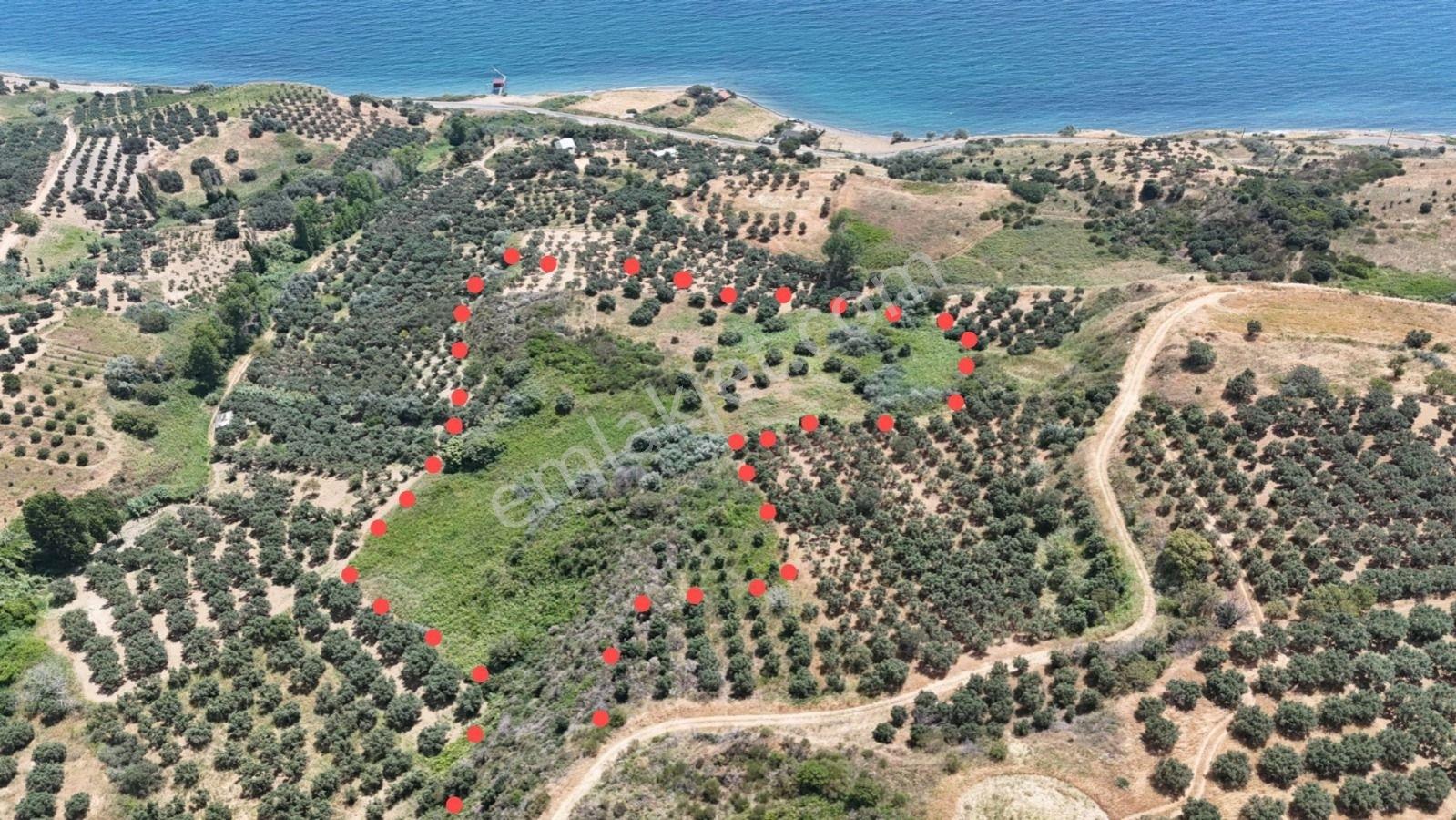 Şarköy Hoşköy'de Denizin Dibinde 11.635 M2 Satılık Arazi - Görsel 24