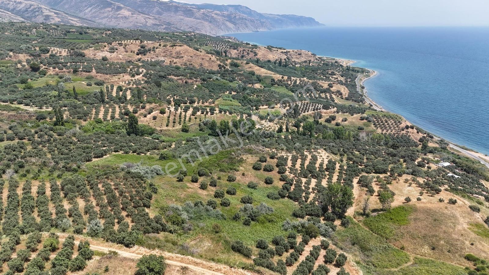 Şarköy Hoşköy'de Denizin Dibinde 11.635 M2 Satılık Arazi - Görsel 3