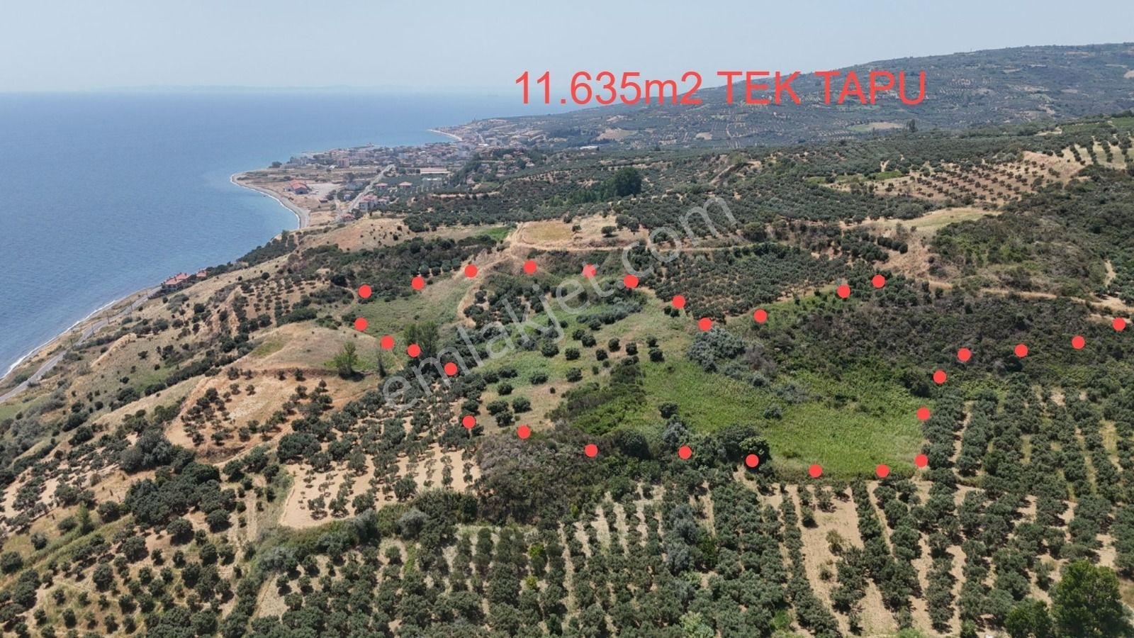 Şarköy Hoşköy'de Denizin Dibinde 11.635 M2 Satılık Arazi - Görsel 23