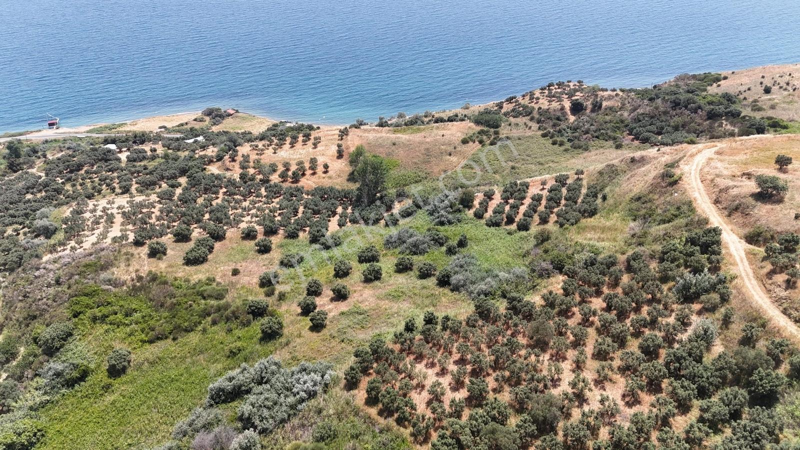 Şarköy Hoşköy'de Denizin Dibinde 11.635 M2 Satılık Arazi - Görsel 5