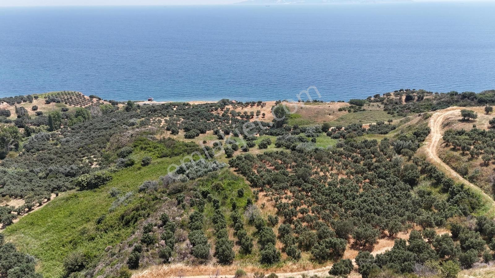 Şarköy Hoşköy'de Denizin Dibinde 11.635 M2 Satılık Arazi - Görsel 4