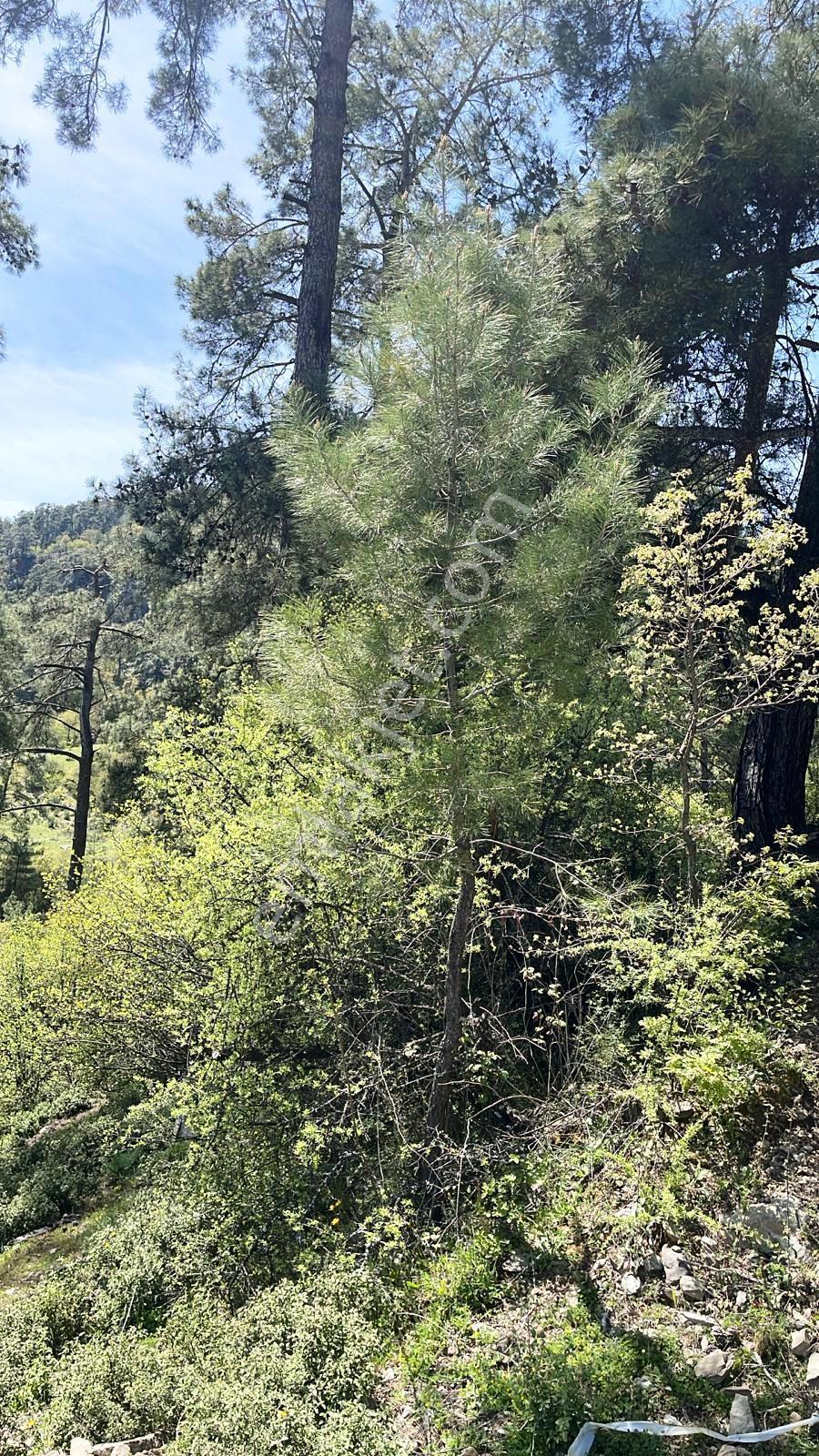 Gökova Körfez Yakın Bungalov Uygun Yola Cephe 761m2 Satılık Arsa - Görsel 18