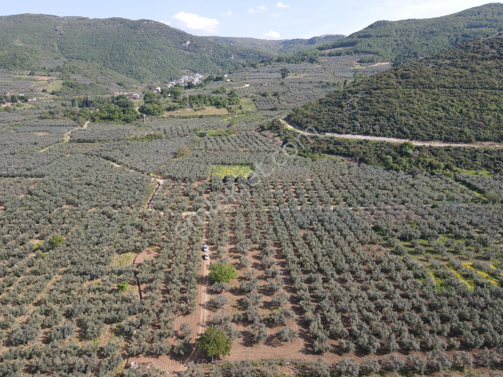 Akçapınar'da Göle Yakın Yatırımlık Müstakil 2.500m² Zeytinlik - Görsel 8