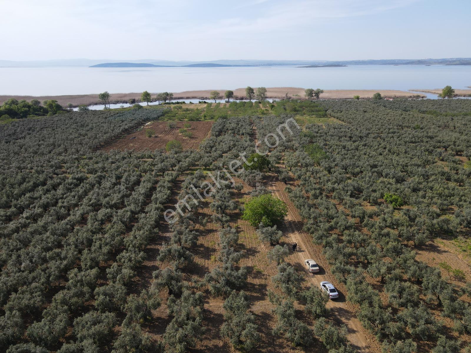 Akçapınar'da Göle Yakın Yatırımlık Müstakil 2.500m² Zeytinlik - Görsel 4