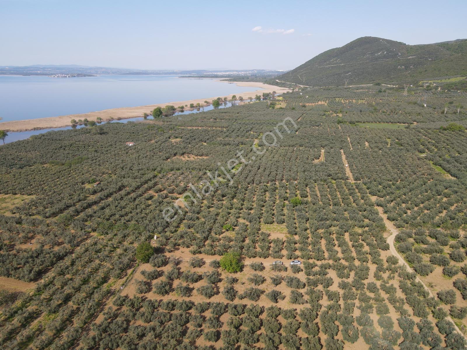 Akçapınar'da Göle Yakın Yatırımlık Müstakil 2.500m² Zeytinlik - Görsel 2