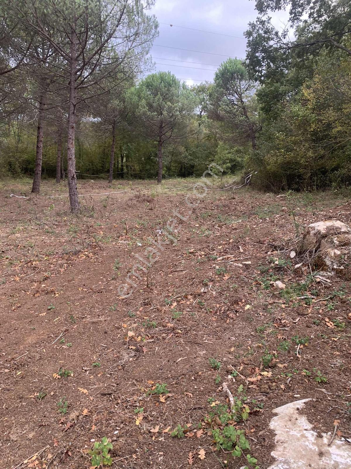 Şile Göksuda Ormana Sıfır 1652 M2 Yatırımlık Tarla - Görsel 8