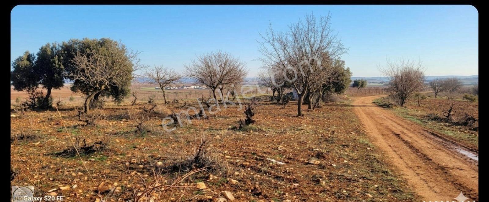 Denizli Çal Ortaköyde Satılık Zeytinlik - Görsel 7