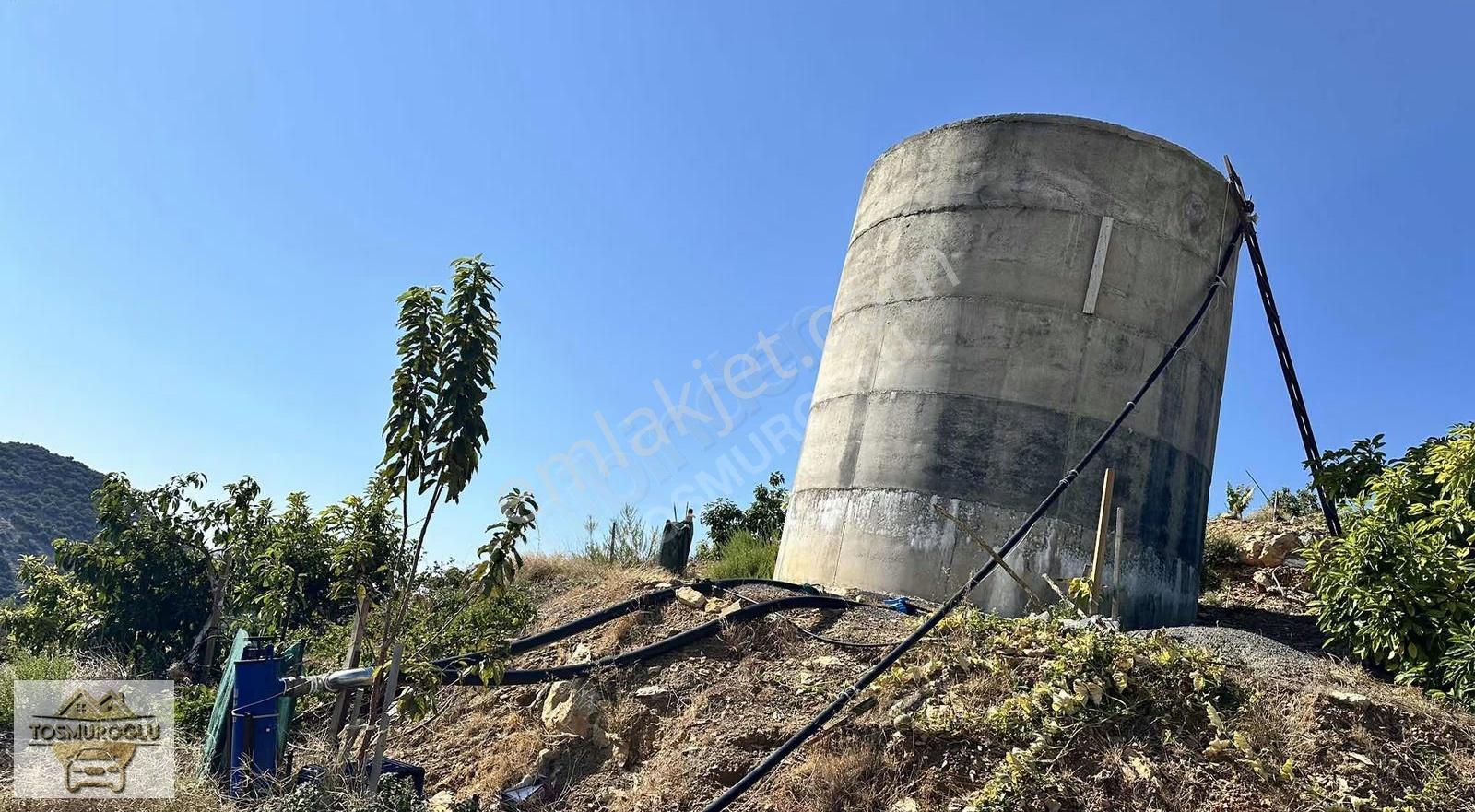 Alanya Özvadi De Satılık 5 Yıllık Avokado Bahçesi - Görsel 18