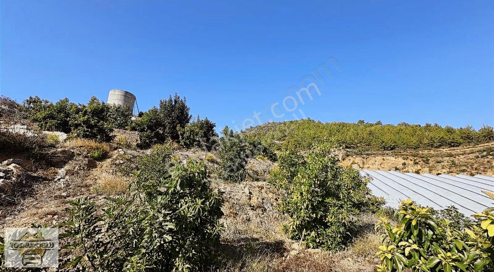 Alanya Özvadi De Satılık 5 Yıllık Avokado Bahçesi - Görsel 4