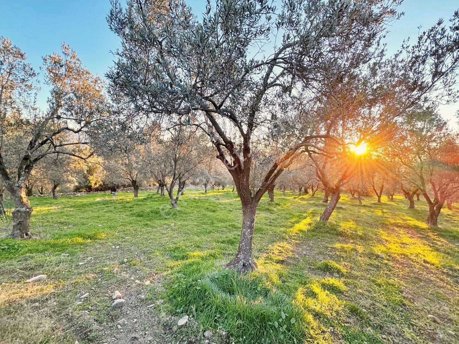 Blue Life Egenden Bahadanlıda 1.748 M² Yola Cephe Zeytinlik - Görsel 23