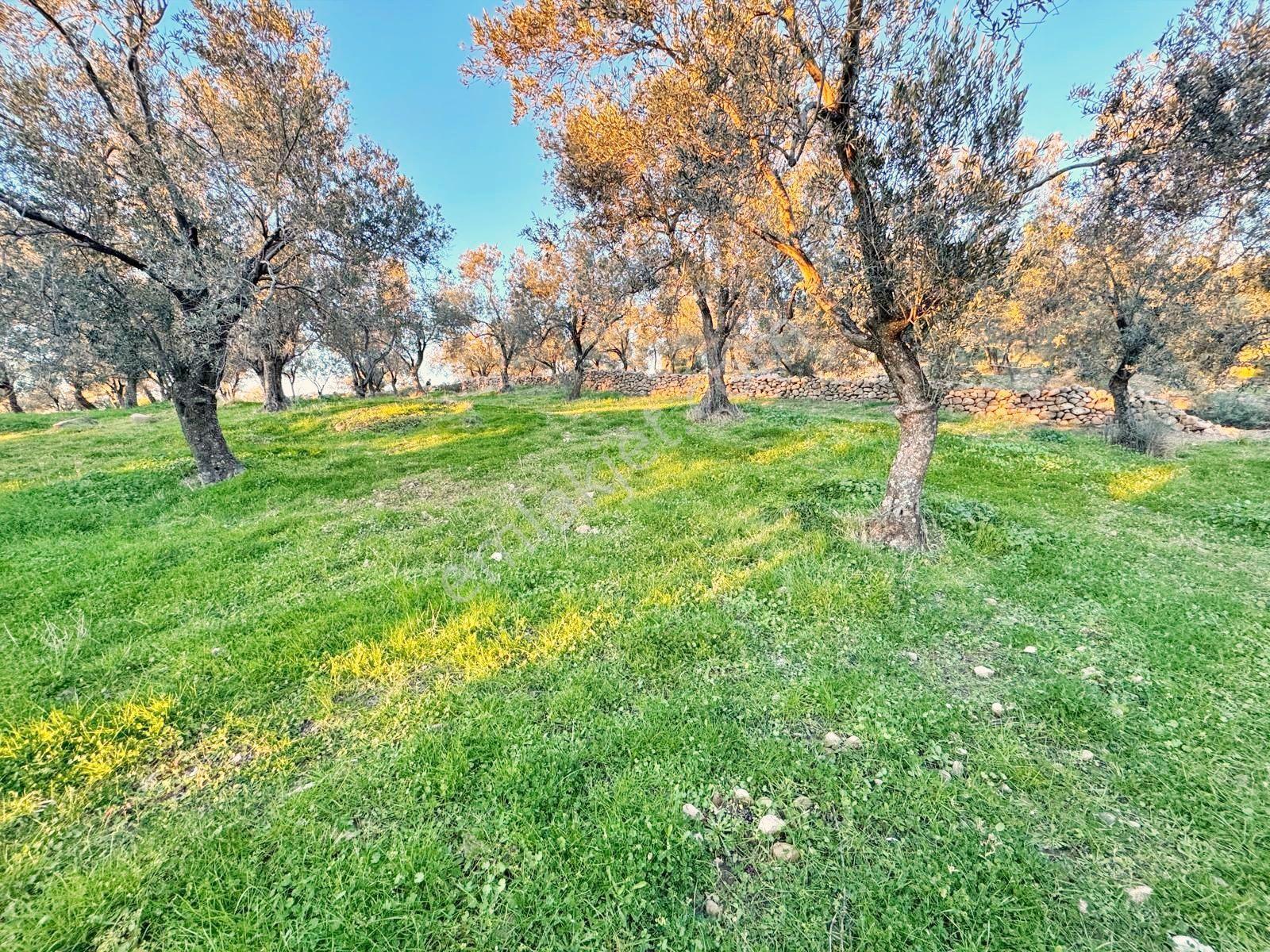 Blue Life Egenden Bahadanlıda 1.748 M² Yola Cephe Zeytinlik - Görsel 7