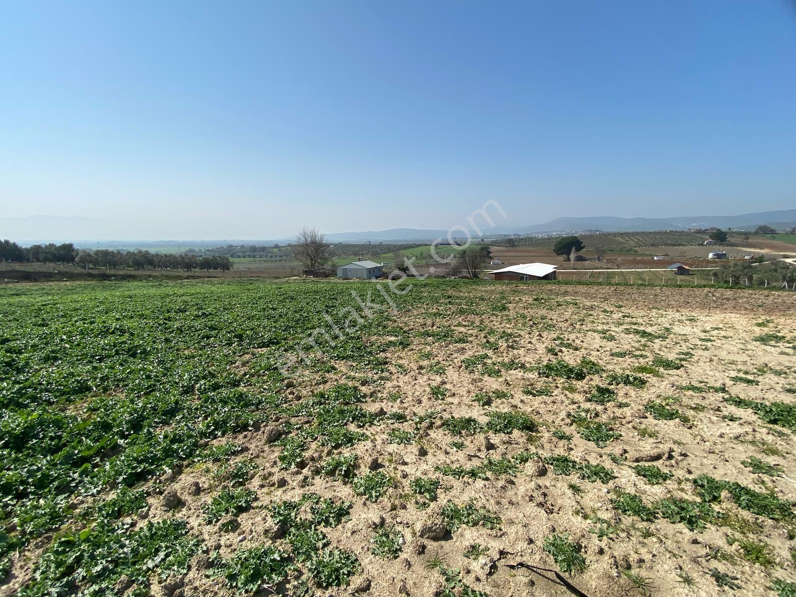 Uzun Emlak'tan Üçpınar'da 16.000 M2 Tarla Ev+elektrik Su Mevcut - Görsel 19