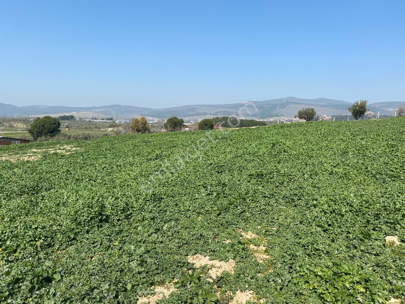Uzun Emlak'tan Üçpınar'da 16.000 M2 Tarla Ev+elektrik Su Mevcut - Görsel 11