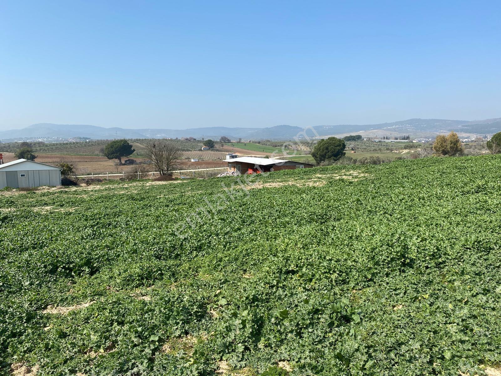 Uzun Emlak'tan Üçpınar'da 16.000 M2 Tarla Ev+elektrik Su Mevcut - Görsel 29
