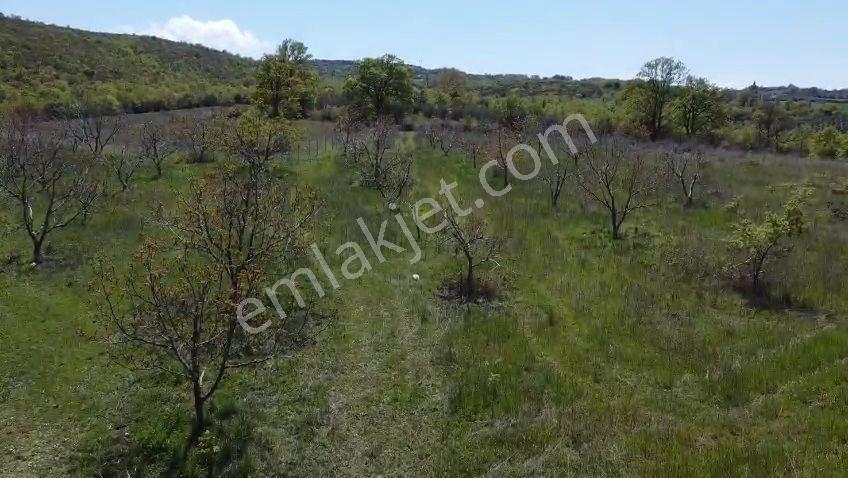 Karaoğlan Satılık Ceviz Bahçesi 14050 M2 Full Takaslı - Görsel 19