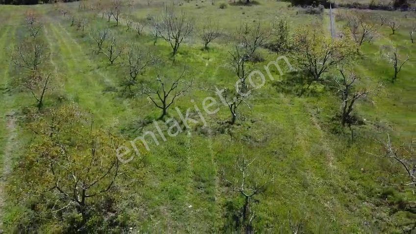 Karaoğlan Satılık Ceviz Bahçesi 14050 M2 Full Takaslı - Görsel 18