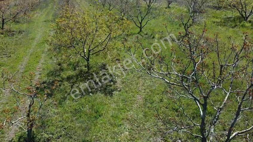 Karaoğlan Satılık Ceviz Bahçesi 14050 M2 Full Takaslı - Görsel 17