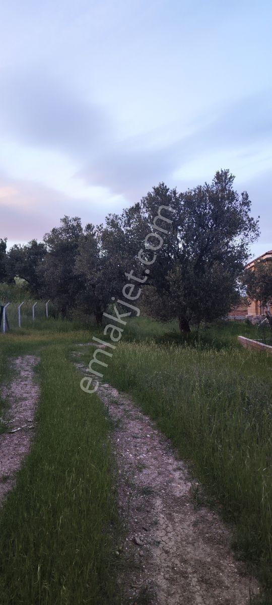 Uçardan Gömeç Karaağaçta Satılık 500 M² Villa Arsası - Görsel 17