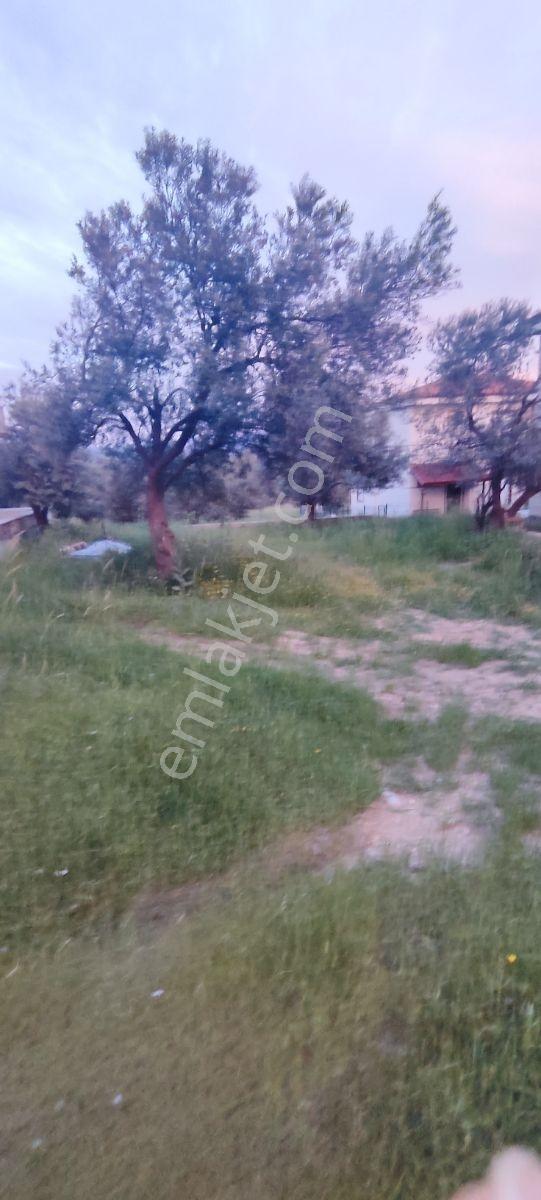 Uçardan Gömeç Karaağaçta Satılık 500 M² Villa Arsası - Görsel 15