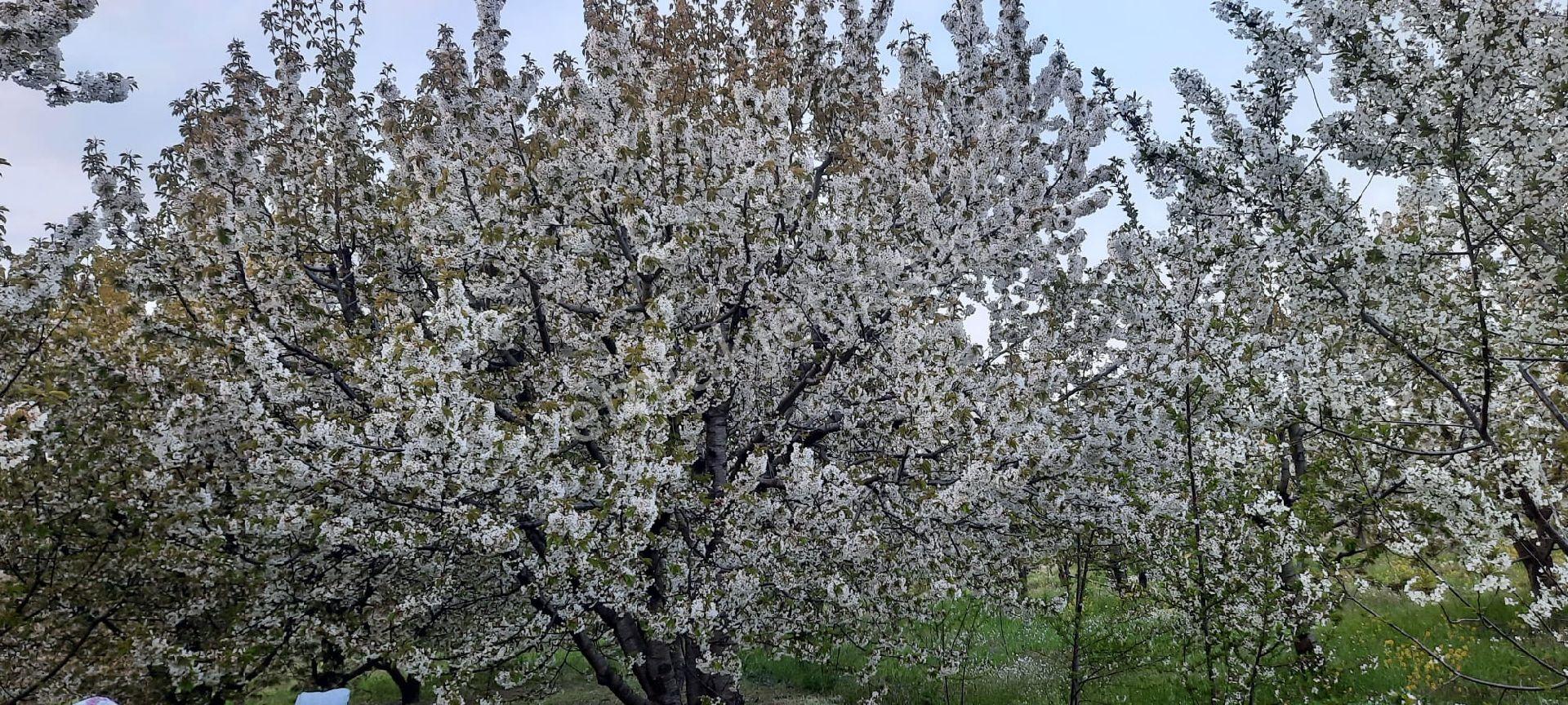 Elit Emlak'tan Sultandağı Akbaba 3,000 M2 Bahçe Tarla