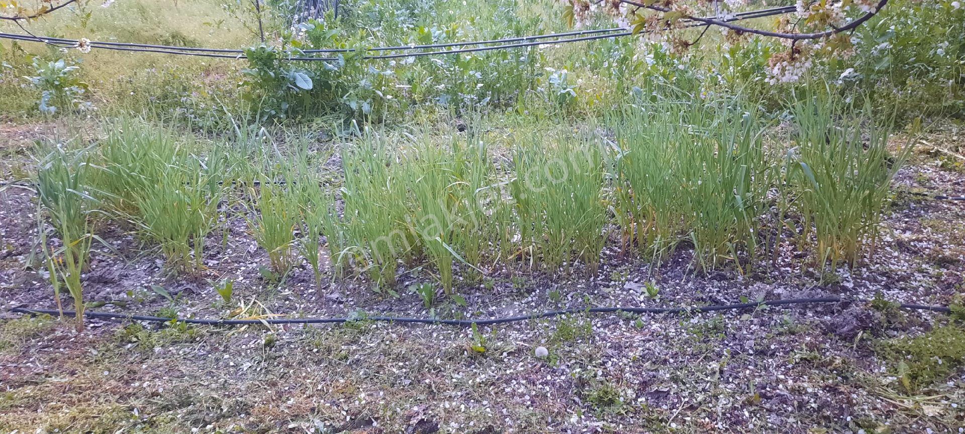 Elit Emlak'tan Sultandağı Akbaba 3,000 M2 Bahçe Tarla - Görsel 3