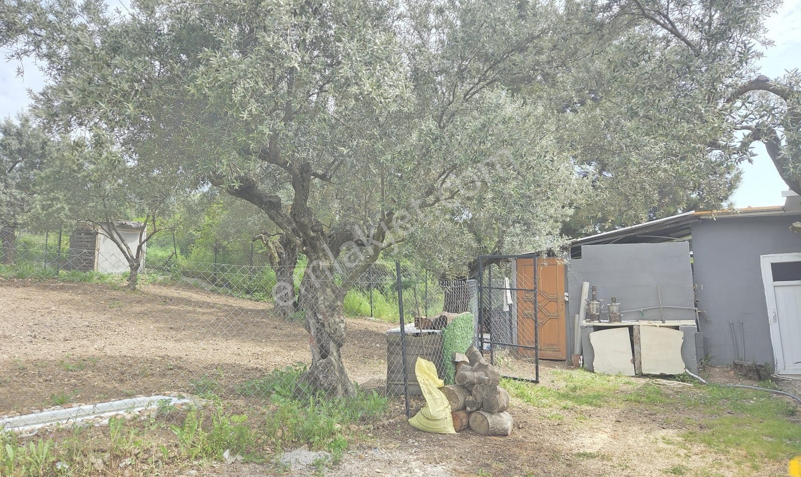 Mudanya Yaylacık Mh.köyün Yanı,müstaki Ev,yol,su,elektrik Var - Görsel 3