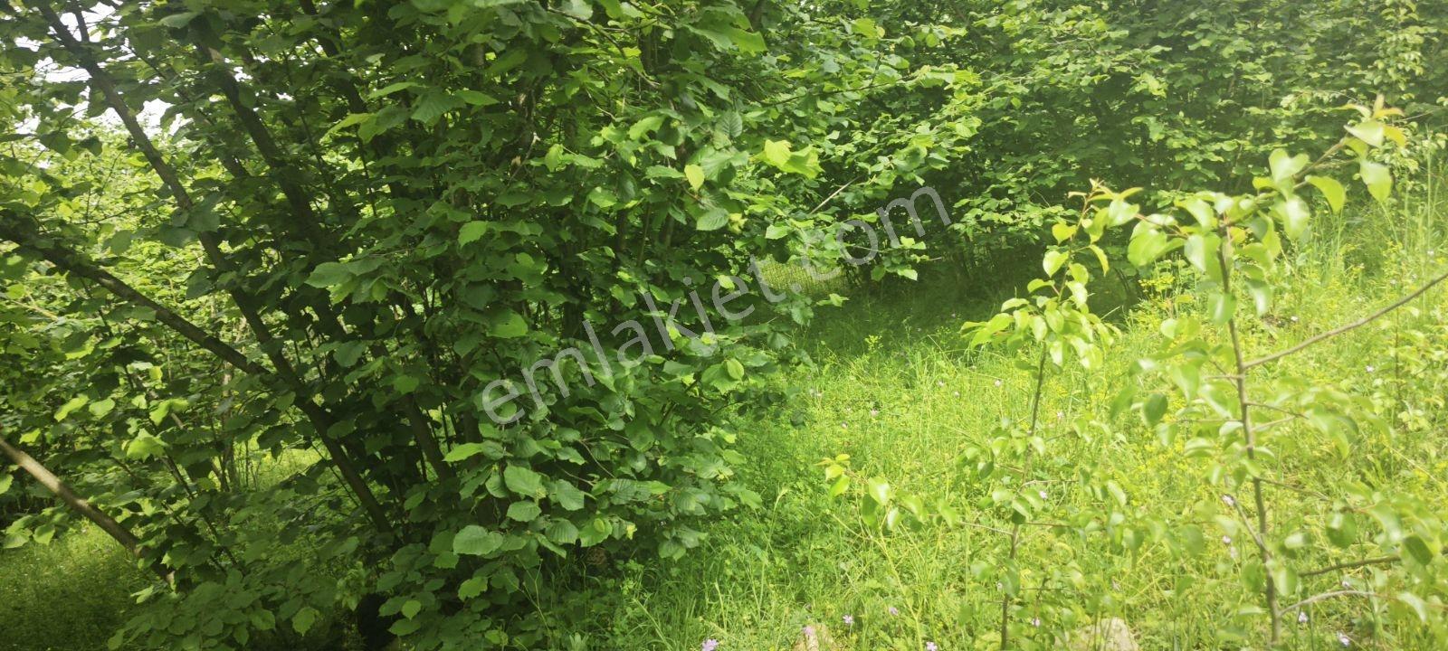 Müstakil Tapu İmarlı Merkezi Konum - Görsel 6